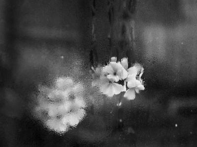 Kvety V Zime 30x45 cm, rám 40x55 cm pod sklom, 310 EUR